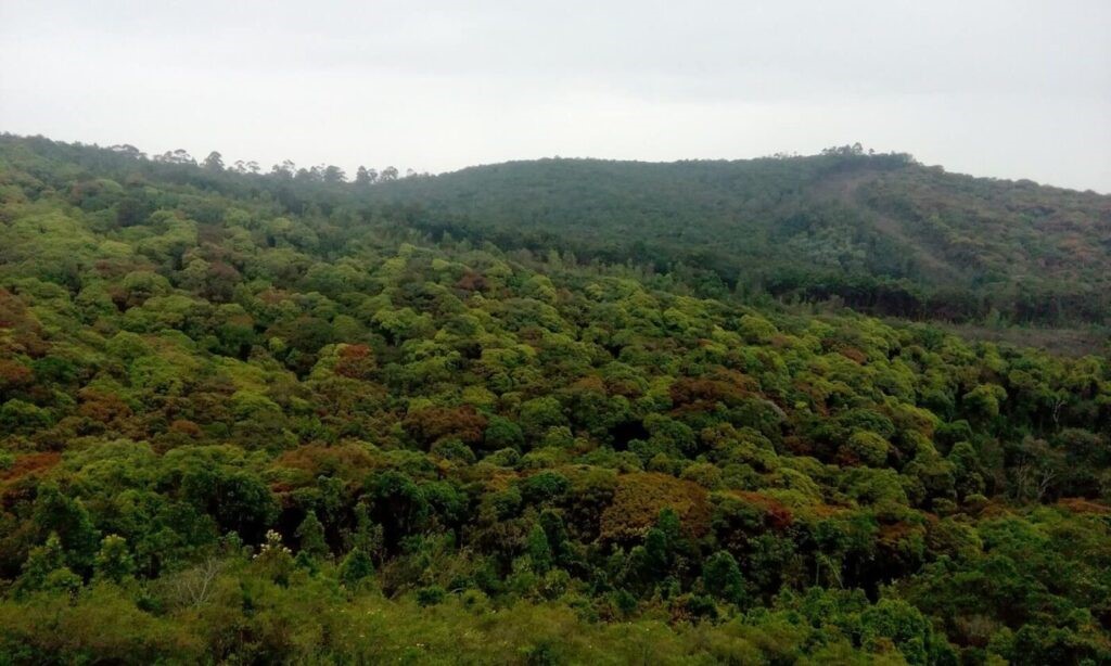 Kodaikanal Mathikettan Forest View
